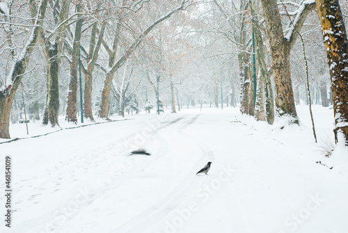 snowfall in a park © tstock