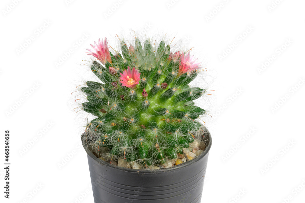Cactus plant in vase isolated on white background.