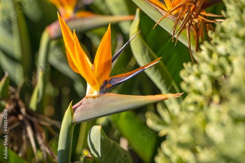 Close-up of Strelitzia flower (Bird of paradise)
