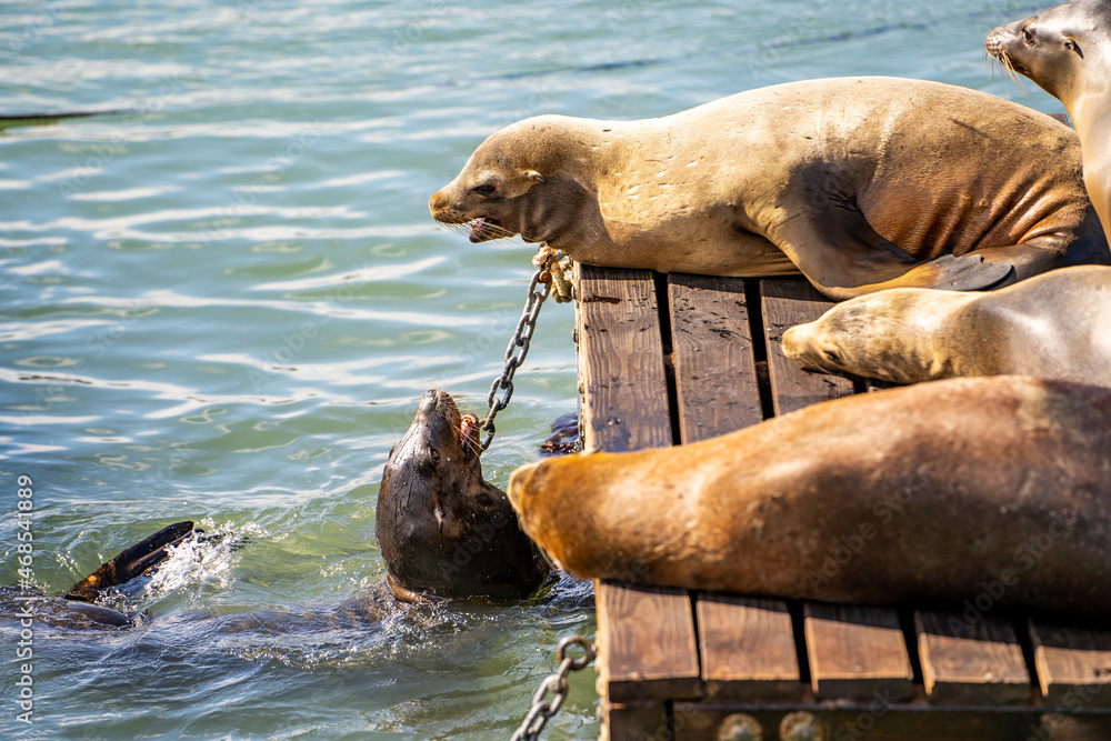 Fototapeta premium Sea Lions at Pier 39 in San Francisco. 