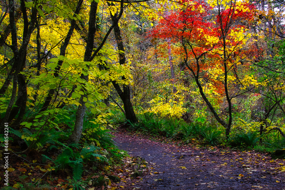  色とりどりに美しく紅葉した秋の福島・裏磐梯・五色沼周辺のハイキングコース