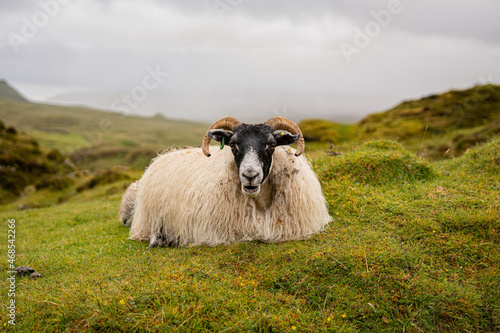 Scotland Sheep of Neis Point