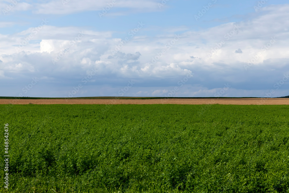 agricultural field with growing plants for harvesting food