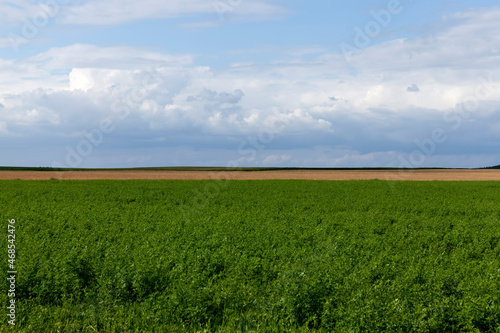 agricultural field with growing plants for harvesting food