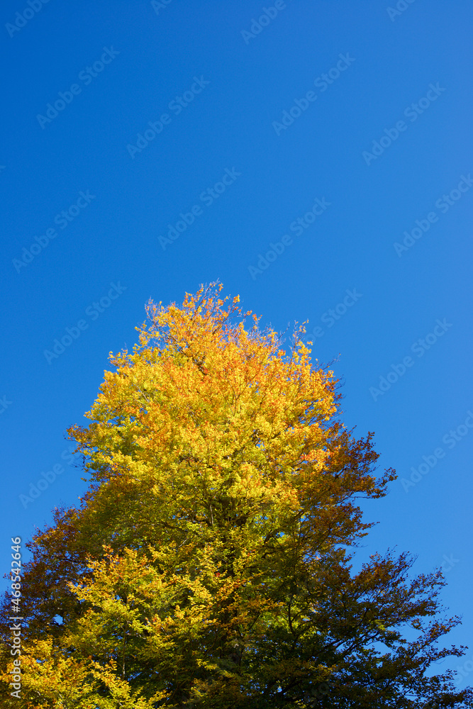 Autumn tree in the Pyrenees