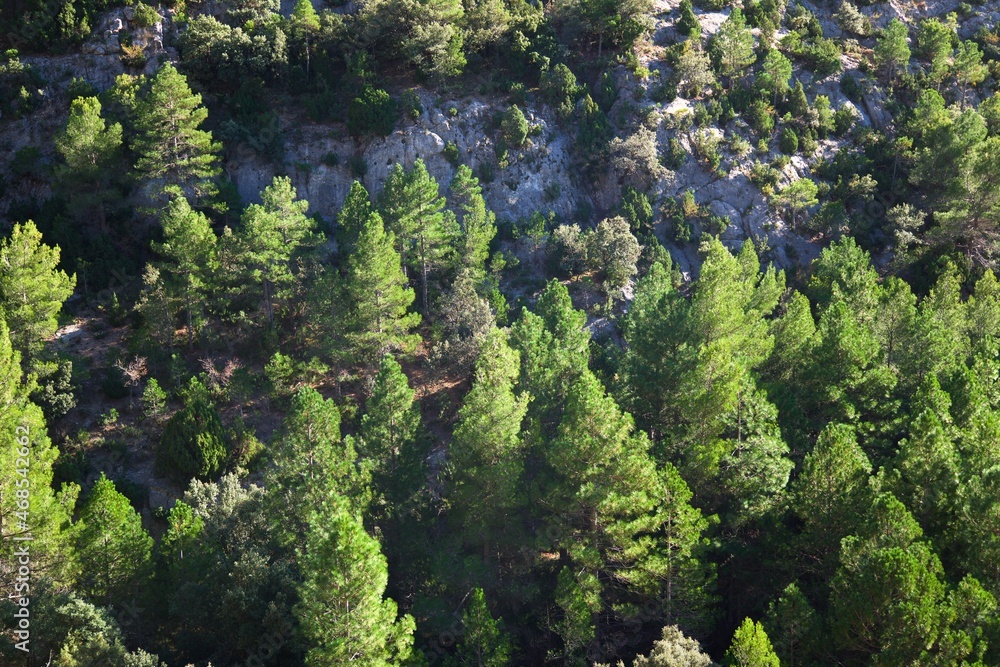 Pine forest in Teruel Pine forest in Teruel