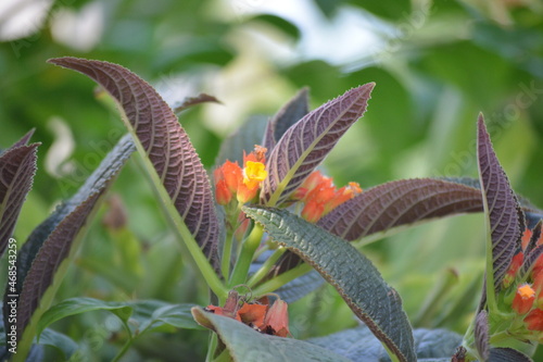 Chrysothemis pulchella also known as sunset bells, black flamingo, copper leaf or simply chryothemis is a tender tropical perennial plant that belongs to the family Gesneriaceae.  photo