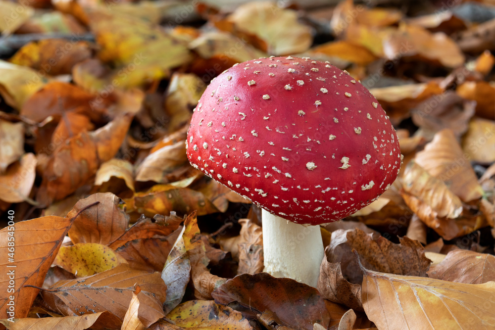 Single fresh Fly amanita mushroom in the woods close up Single fresh Fly amanita mushroom in the woods close up
