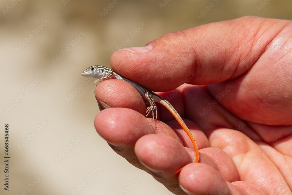 Red-tailed lizard ( Acanthodactylus erythrurus), detail of young lizard in hand. Red-tailed lizard ( Acanthodactylus erythrurus), detail of young lizard in hand.