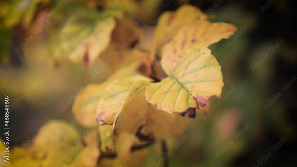 Close up, bokeh focus on yellow autumn season leaves. Panning left to right Close up, bokeh focus on yellow autumn season leaves. Panning left to right