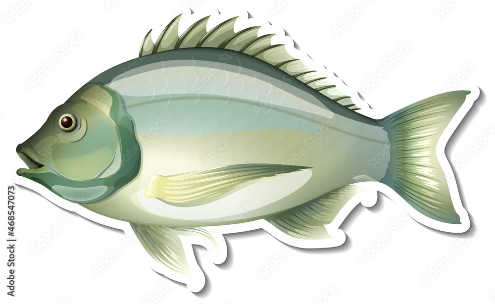 Black bream fish sticker on white background