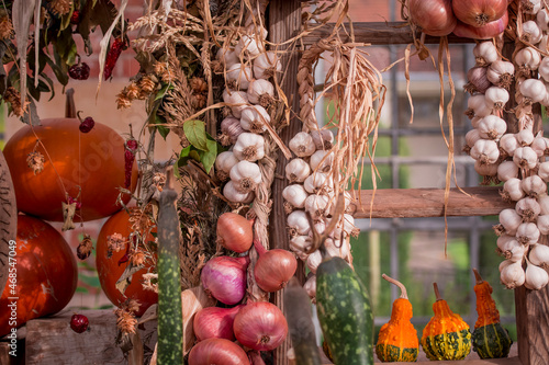 arrangement of several multicolored squashes display photo