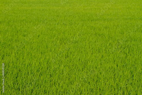 rice field in Beautiful sunrise, Taiwan