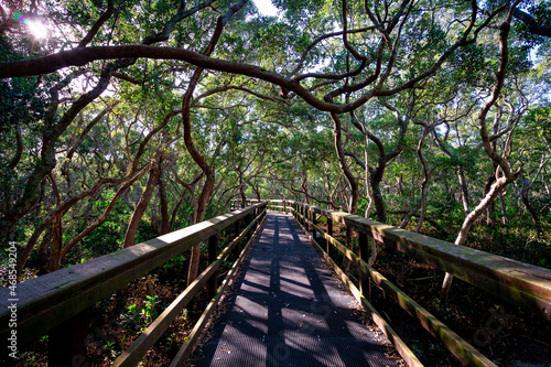 Wynnum Mangrove Boardwalk in Brisbane  Queensland  Australia