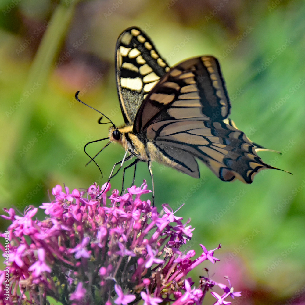 Fototapeta premium Papillon sur une fleur