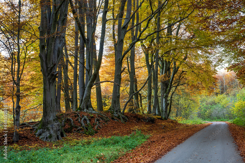 Obraz premium Buchenwald im Herbst