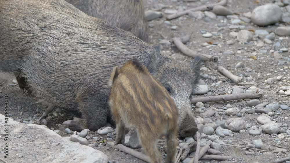 Adult Boar and baby cuddling outdoors on rocky ground - close up shot Adult Boar and baby cuddling outdoors on rocky ground - close up shot