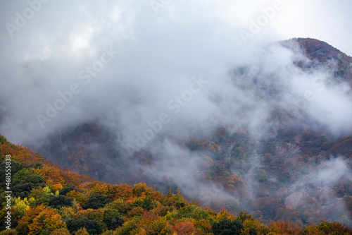 Forest with fog in an Autumn landscape with colorful trees © Visualis World