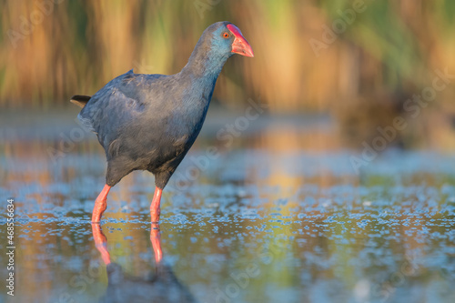 Calamón común (Porphyrio porphyrio).
 photo