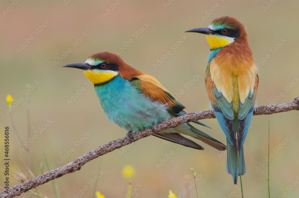 Abejaruco europeo (Merops apiaster).
