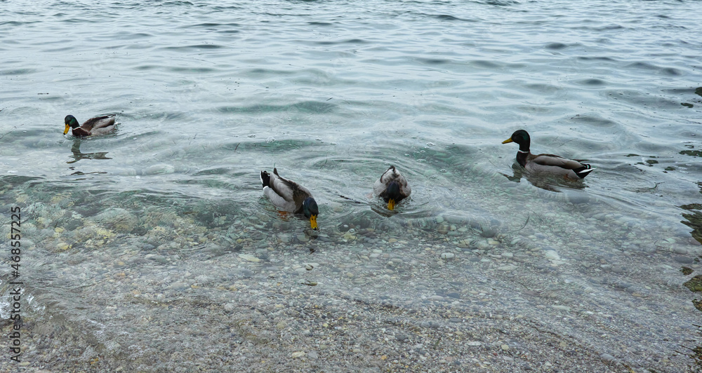 Fototapeta premium mallard in a lake
