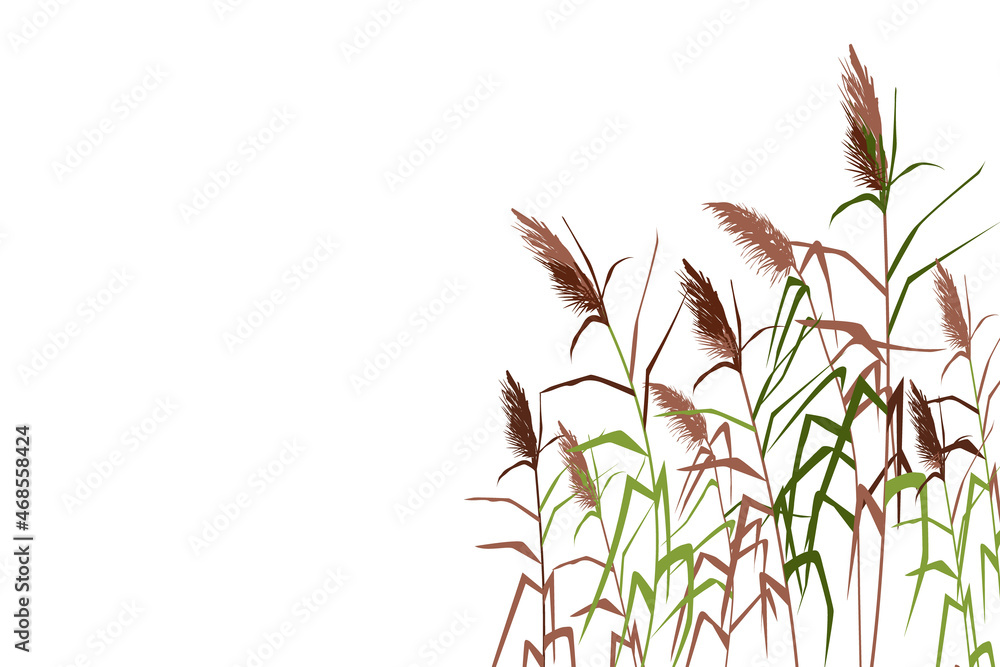 Silhouette of reeds, sedge, cane, bulrush, or grass on a white background.Vector illustration. Silhouette of reeds, sedge, cane, bulrush, or grass on a white background.Vector illustration.