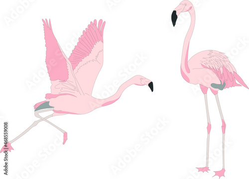 Two vector flamingo clipart.
Pink birds hand drawn illustration.