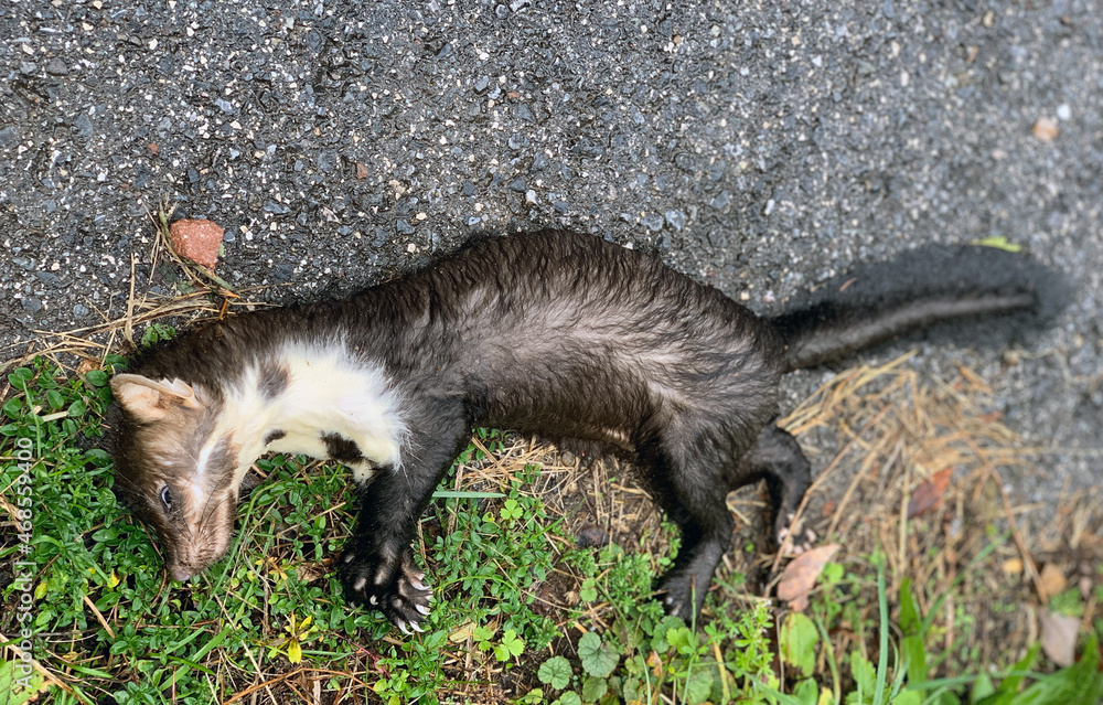 Fototapeta premium Marten hit on a street and dead
