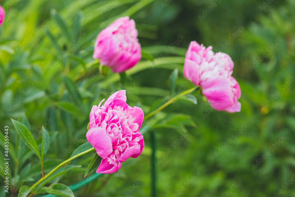 Pink peonies in the garden. Blooming bright peony. Closeup of beautiful red Peonie flower. Summer garden Pink peonies in the garden. Blooming bright peony. Closeup of beautiful red Peonie flower. Summer garden