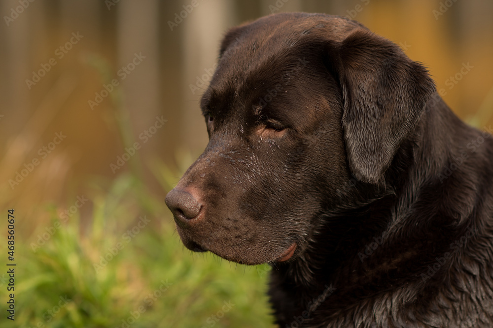 Chocolate Labrador close-up looking to the side, portrait of a dog on a yellow autumn background, Labrador with wet fur Chocolate Labrador close-up looking to the side, portrait of a dog on a yellow autumn background, Labrador with wet fur