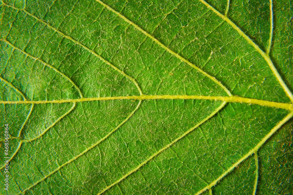 Close up of a green leaf. Macro Photography Close up of a green leaf. Macro Photography