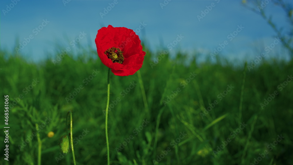 Obraz premium Alone vivid red poppy flower swaying wind in slow motion. One papaver flower 