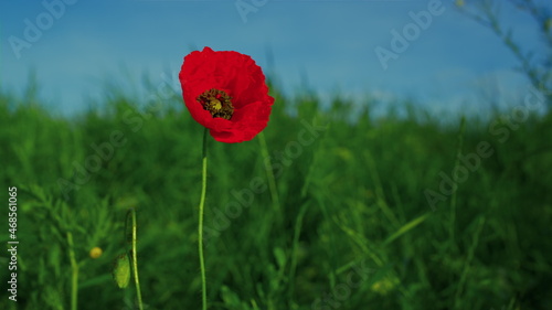 Alone vivid red poppy flower swaying wind in slow motion. One papaver flower 