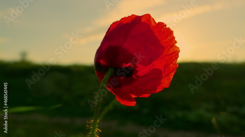 Back view one red poppy flower swaying wind at golden sunset. Papaver flower 