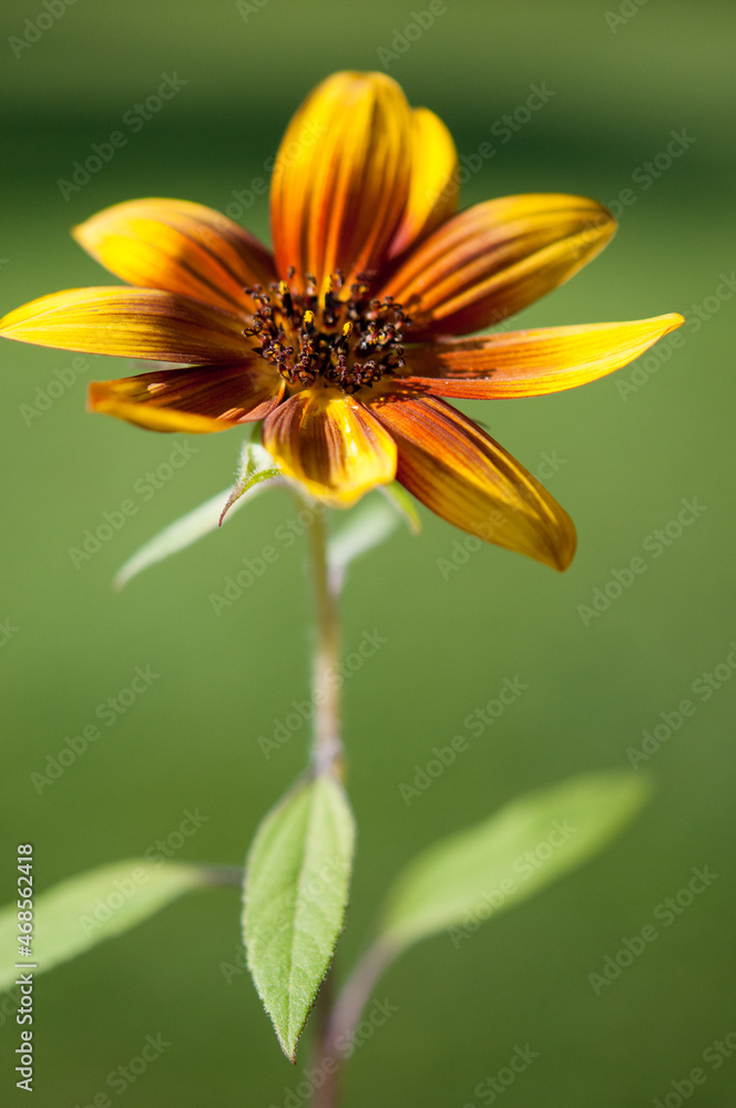 yellow and orange flower on a green background yellow and orange flower on a green background