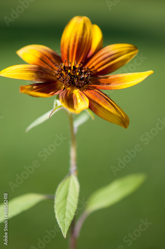 yellow and orange flower on a green background
