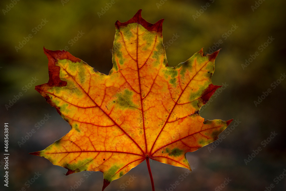 Yellow autumn leaf close up on cloudy fall day with blurred background Yellow autumn leaf close up on cloudy fall day with blurred background