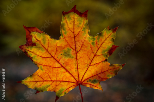 Yellow autumn leaf close up on cloudy fall day with blurred background