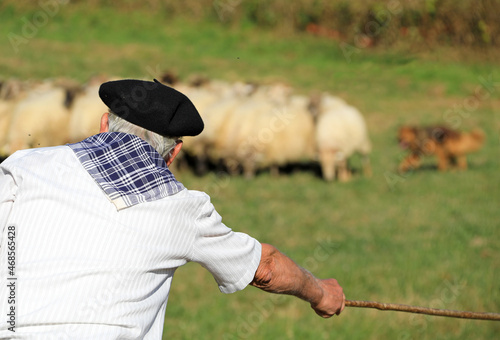 pastor con ovejas concurso de perro pastor país vasco 4M0A2420-as21 photo