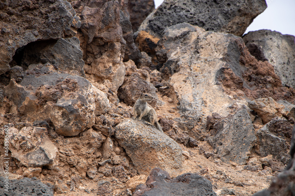 Striped Meerkat on sandy rocky ground in Fuerteventura Canaries 