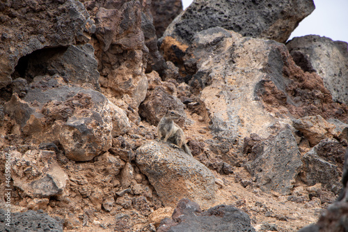 Striped Meerkat on sandy rocky ground in Fuerteventura Canaries 