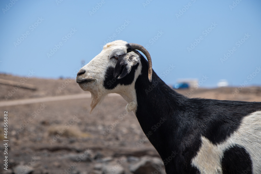 Funny wildlife goat on rocky ground in playa de cofete Fuerteventura Funny wildlife goat on rocky ground in playa de cofete Fuerteventura