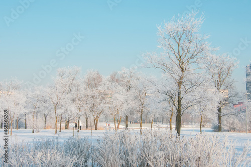 Winter city park on a clear sunny frosty day.