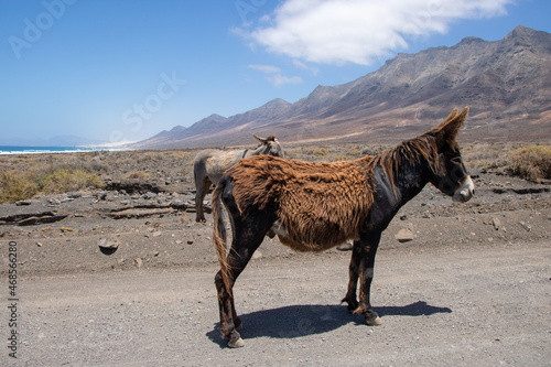 Wildlife Donkey stands on the road in Fuerteventura near the Beach 