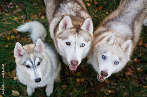 Husky dogs on feeding outdoors