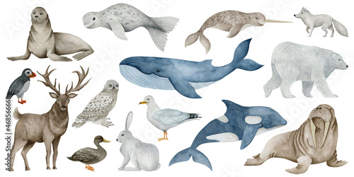 Watercolor set of illustrations arctic animals isolated on white background.