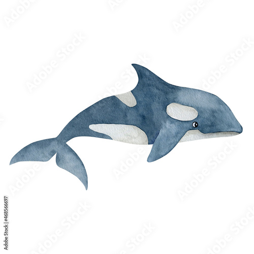 Watercolor illustration of killer whale isolated on white background.