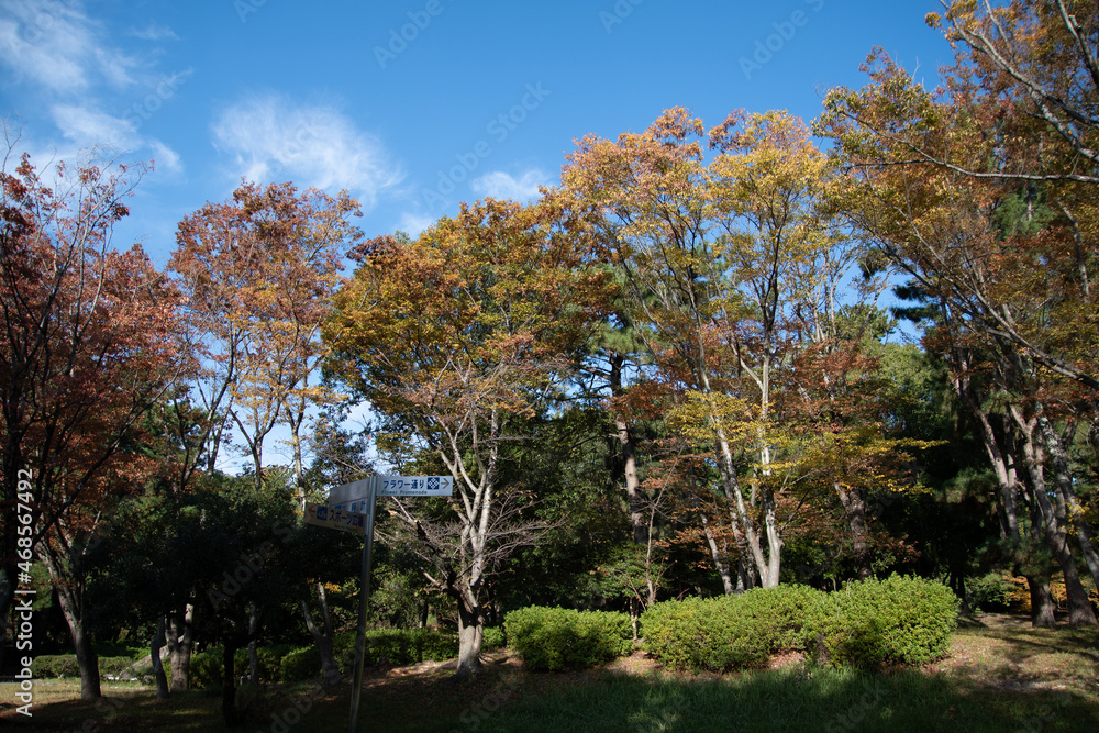 落葉樹の林が紅葉でカラフルになった公園の風景 落葉樹の林が紅葉でカラフルになった公園の風景