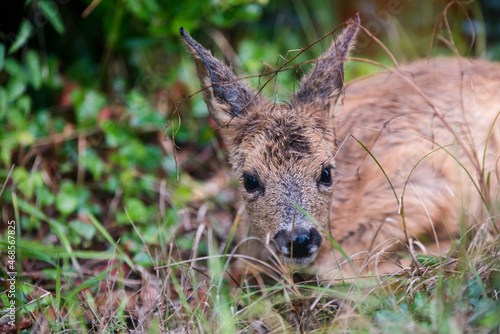 Fototapeta Naklejka Na Ścianę i Meble -  cute baby deer hidden in tall grass close up