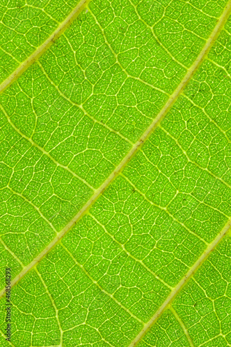 Macro image of big tropical leaf veins